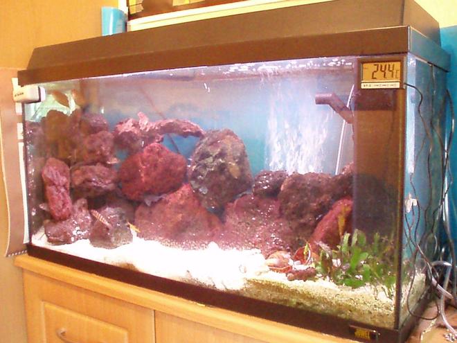25 gallons freshwater fish tank (mostly fish and non-living decorations) - My african tank