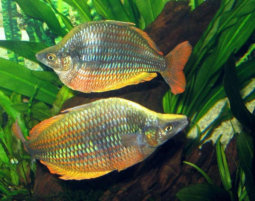Rated #12: Freshwater Fish - Melanotaenia Solata - Rainbowfish Stocking In 75 Gallons Tank - Rainbowfish