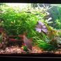 75 gallons planted tank (mostly live plants and fish) - 75 Gallon Tank