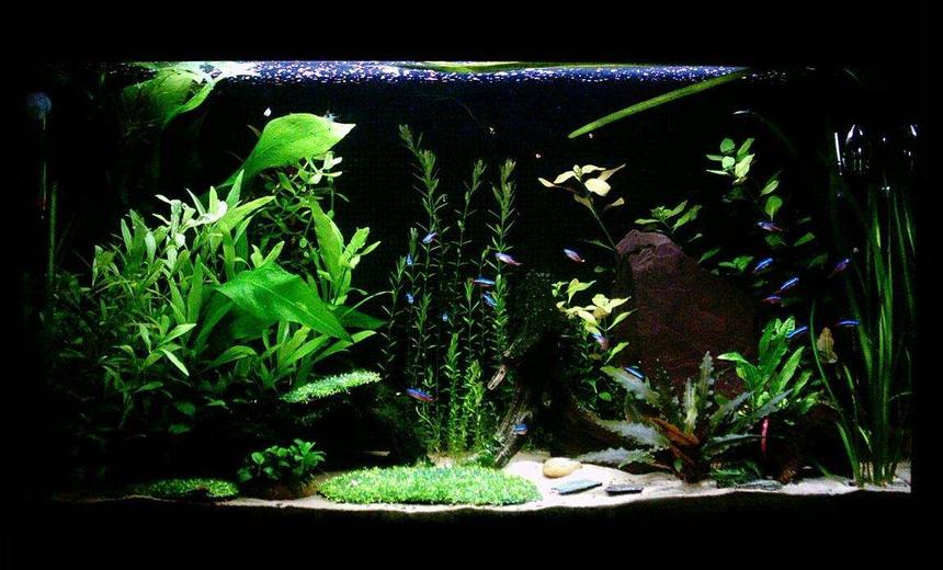 Rated #83: 33 Gallons Planted Tank - 'The Clearing'
33G Hi-Tec Planted Tank