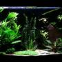33 gallons planted tank (mostly live plants and fish) - 'The Clearing' 33G Hi-Tec Planted Tank