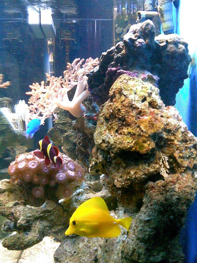 37 gallons reef tank (mostly live coral and fish) - ?