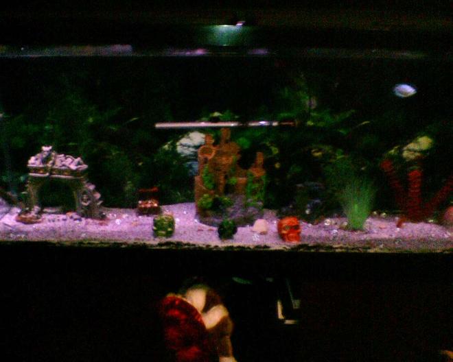 55 gallons freshwater fish tank (mostly fish and non-living decorations) - my aquarium