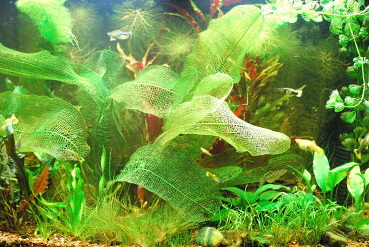 28 gallons planted tank (mostly live plants and fish) - My tank