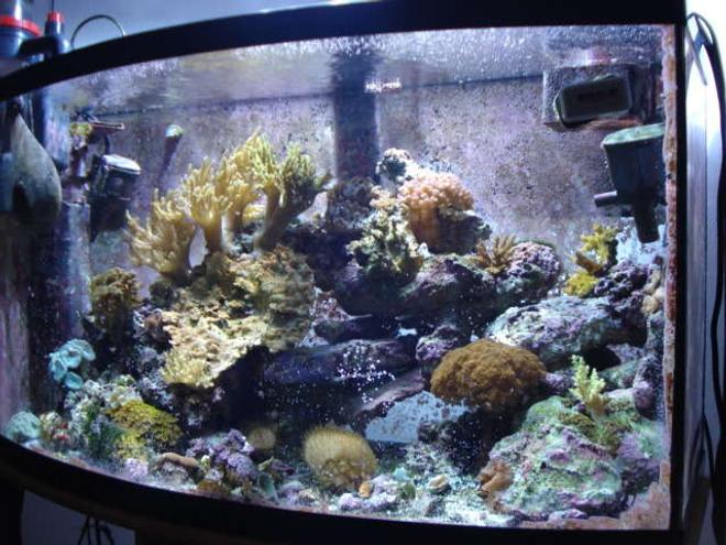 46 gallons reef tank (mostly live coral and fish) - new photos with the 7.1mpxl cam.