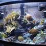 46 gallons reef tank (mostly live coral and fish) - new photos with the 7.1mpxl cam.