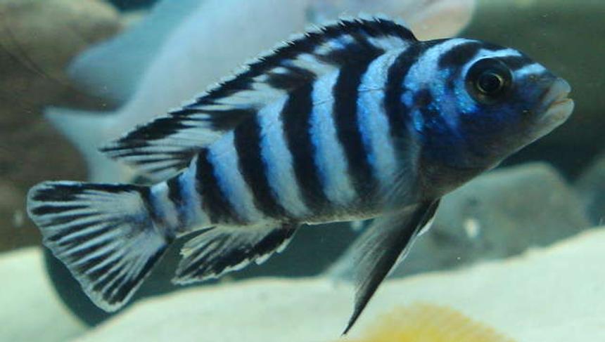 Rated #146: Freshwater Fish - Pseudotropheus Demasoni - Demasoni Cichlid Stocking In 76 Gallons Tank - Demasoni