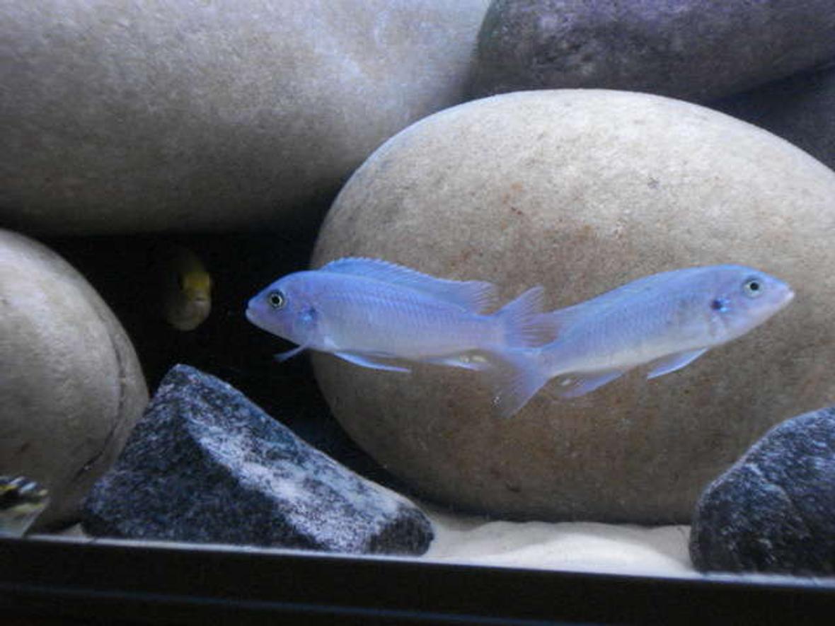 freshwater fish - maylandia callainos - blue cobalt cichlid stocking in 76 gallons tank - Callainos