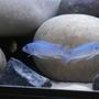 freshwater fish - maylandia callainos - blue cobalt cichlid stocking in 76 gallons tank - Callainos