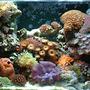 10 gallons reef tank (mostly live coral and fish) - 10 gallon reef tank 1 year old.