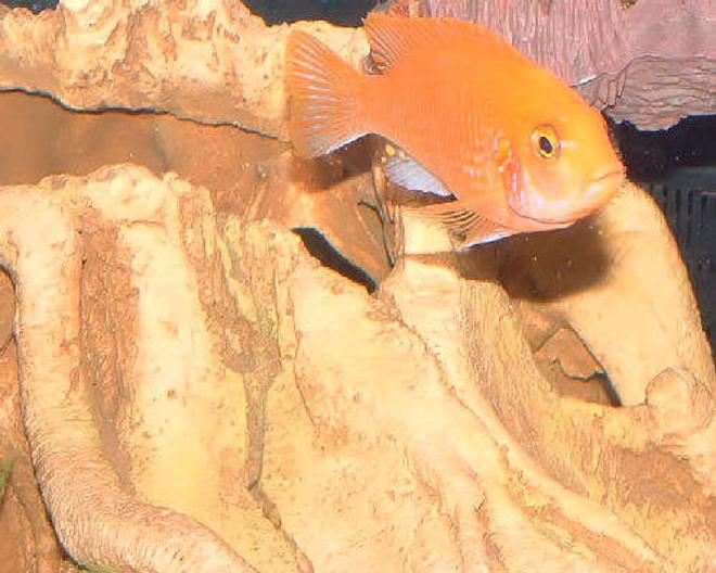 freshwater fish - pseudotropheus estherae - red zebra cichlid stocking in 55 gallons tank - This is my Red Zebra