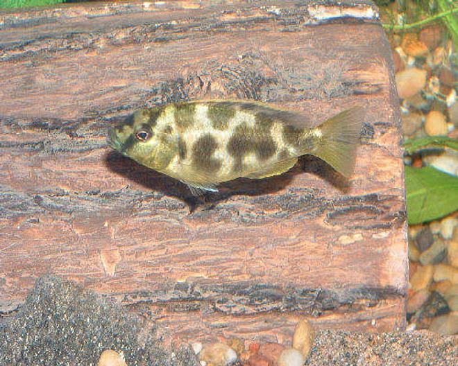 freshwater fish - nimbochromis venustus - giraffe cichlid stocking in 55 gallons tank - This is my Giraffe Cichlid
