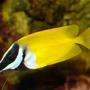 saltwater fish - siganus vulpinus - foxface lo stocking in 80 gallons tank - Poison Ivy