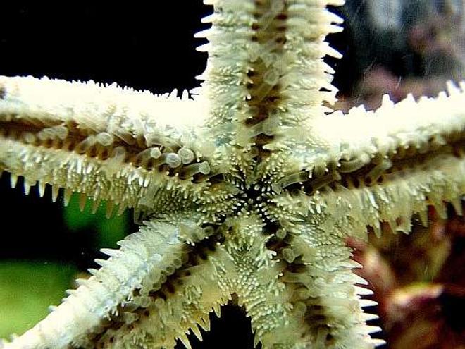 corals inverts - astropecten polycanthus - sand sifting sea star stocking in 80 gallons tank - Sandsifter seastar without sand