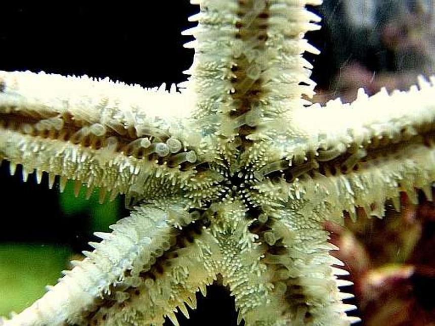 Rated #10: Corals Inverts - Astropecten Polycanthus - Sand Sifting Sea Star Stocking In 80 Gallons Tank - Sandsifter seastar without sand