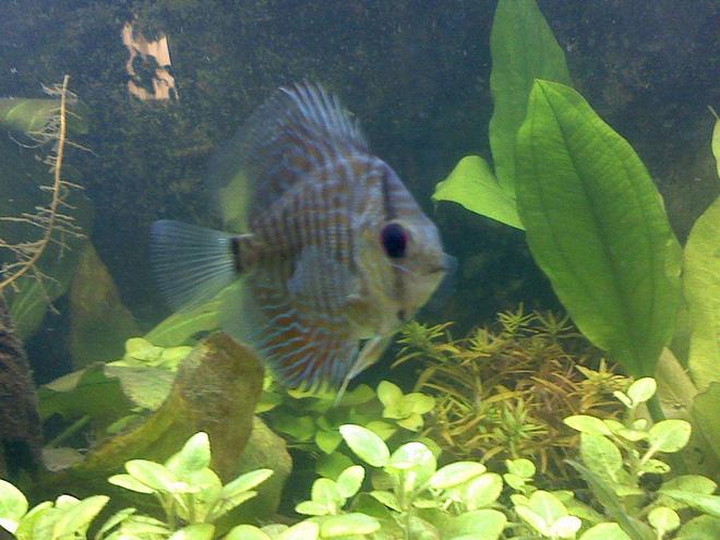 freshwater fish - symphysodon aequifasciata stocking in 60 gallons tank - one discus