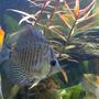 freshwater fish - symphysodon aequifasciata - royal blue discus stocking in 60 gallons tank - my anglefish and discus