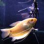freshwater fish - colisa fasciata - giant gourami stocking in 44 gallons tank - gourami & angel (RIP Mongo)
