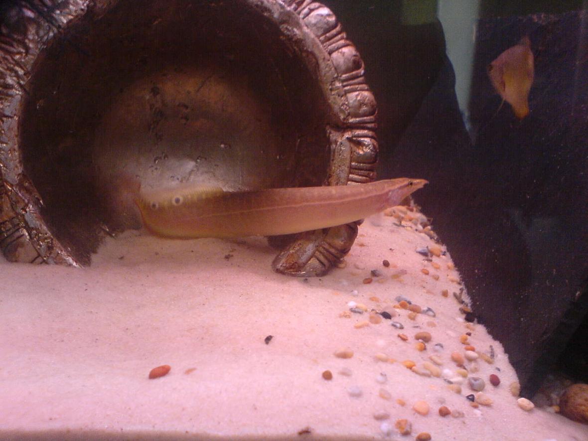 freshwater fish - macrognathus siamensis - peacock eel stocking in 24 gallons tank - my spiny eel 6 incher