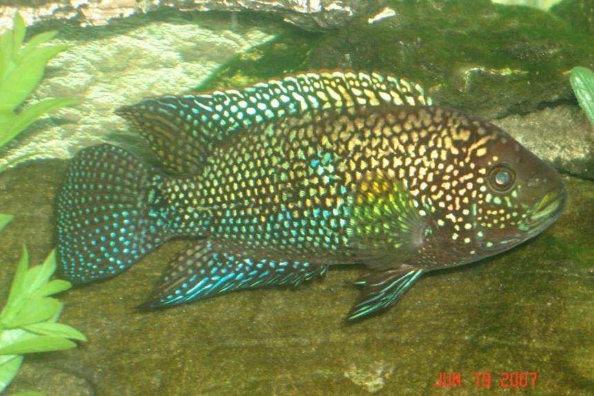 Rated #55: Freshwater Fish - Nandopsis Octofasciatum - Jack Dempsey Stocking In 55 Gallons Tank - this is my jack dempsey