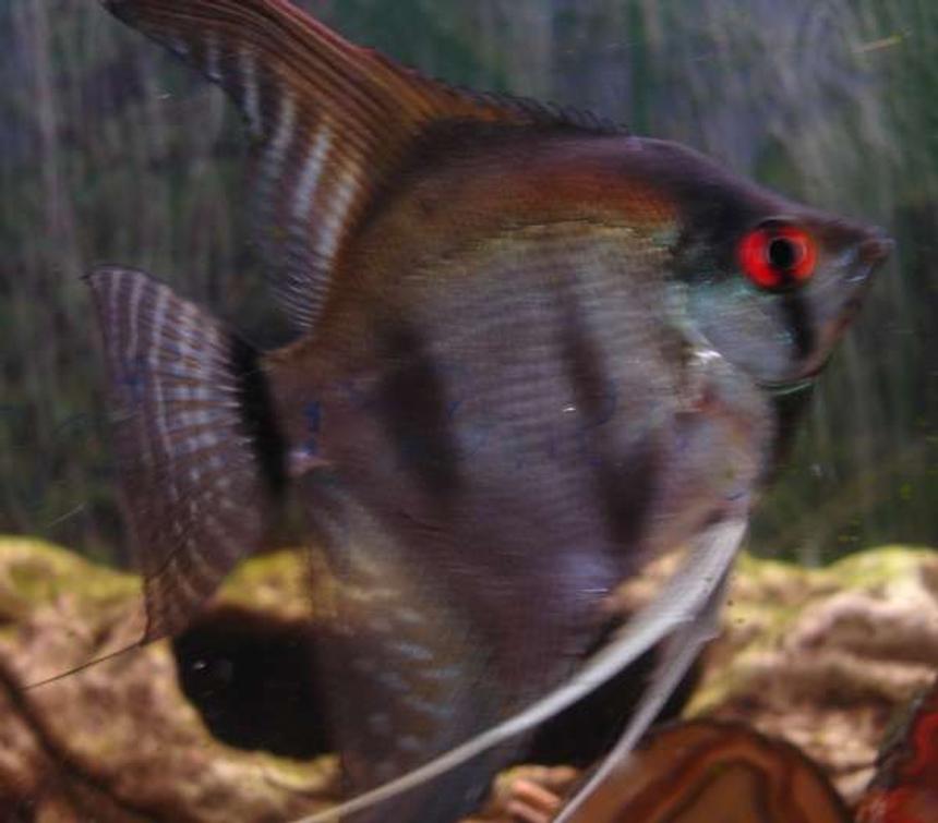Rated #2156: Freshwater Fish - Pterophyllum Scalare - Assorted Veil Angel Stocking In 18 Gallons Tank - Big Red Eye'd Angel Fish