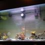 110 gallons saltwater fish tank (mostly fish, little/no live coral) - begining stage