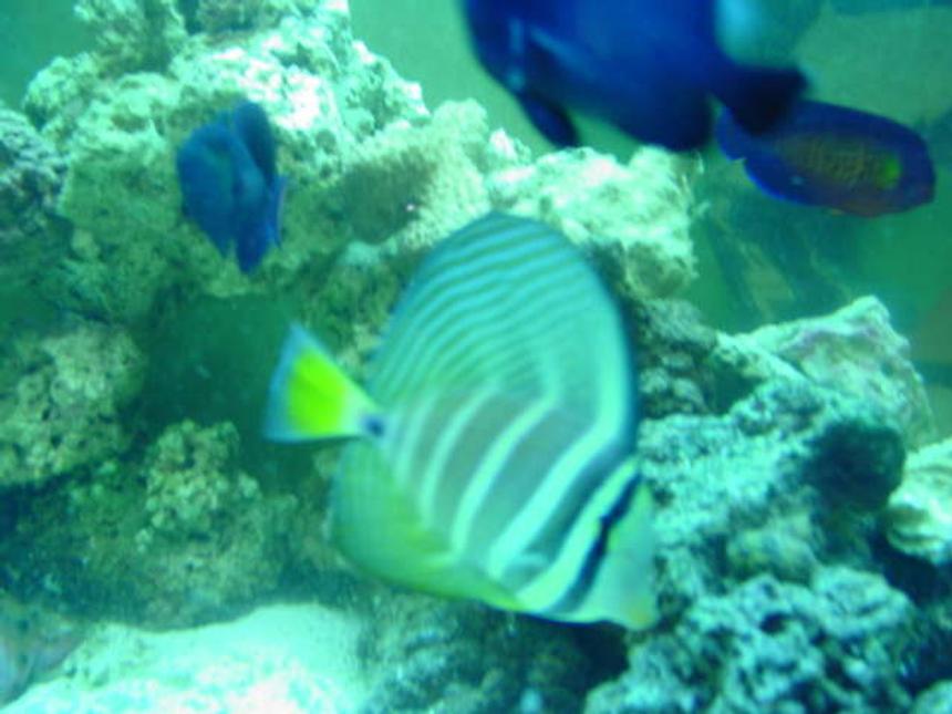 Rated #94: Saltwater Fish - Zebrasoma Veliferum - Sailfin Tang Stocking In 110 Gallons Tank - salefin tang