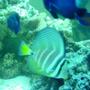 saltwater fish - zebrasoma veliferum - sailfin tang stocking in 110 gallons tank - salefin tang
