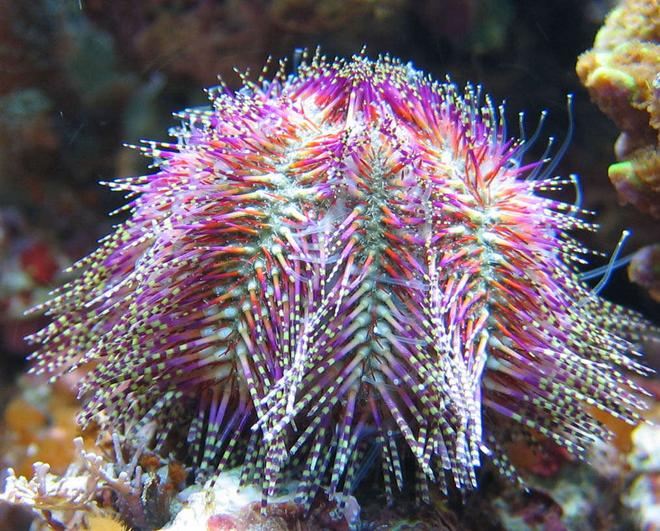 corals inverts - salmacis bicolour - pink urchin stocking in 100 gallons tank - Salmacis Bicolor