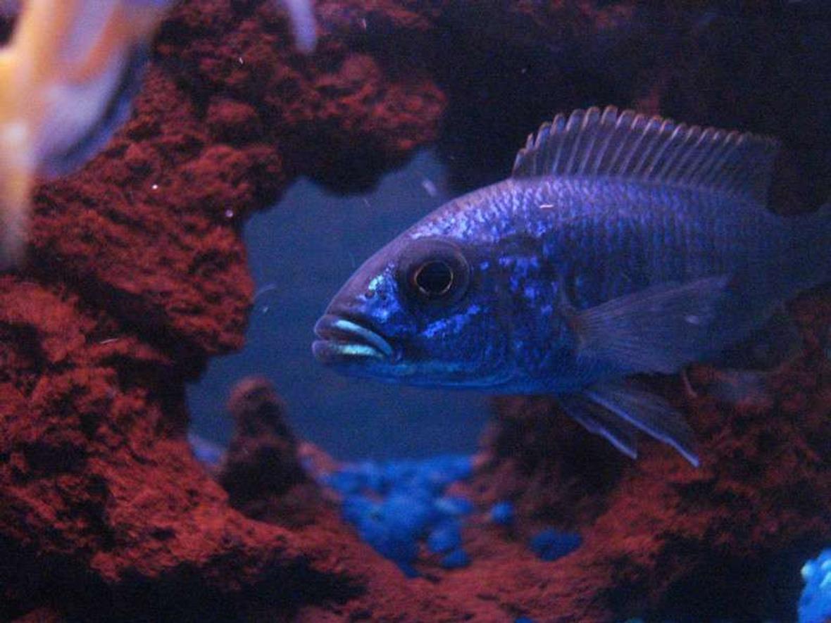 freshwater fish - sciaenochromis fryeri - electric blue hap stocking in 55 gallons tank - HappY HaP