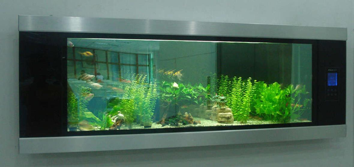 21 gallons freshwater fish tank (mostly fish and non-living decorations) - dreamlike wall mounted aquarium