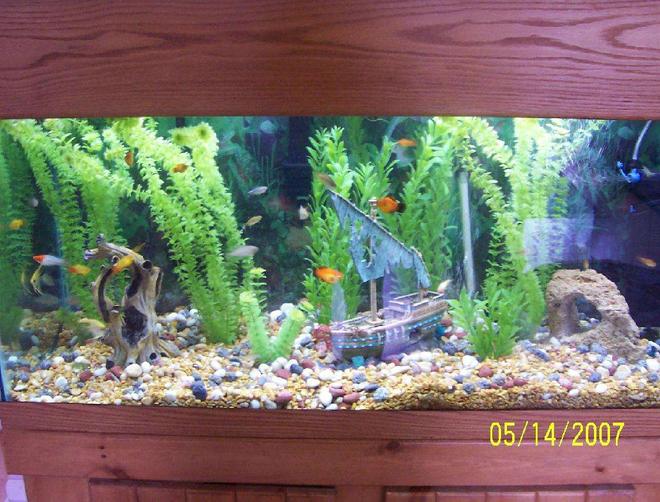 80 gallons freshwater fish tank (mostly fish and non-living decorations) - 80 gallon: Tropical Community: Temp: 80

Fish: 1.) 5 Australian Rainbowfish: 1 proved pair 
2.) 1 koi swordtail male (NOT albino)- very nice
3.) 1 brick red swordtail who was originally a pregnant female who had fry and then actually changed its sex- swordtails can do this when they are still young!
4.) 1 high fin platy male, 3 red female platies
5.) 3 albino corydora catfish
6.) 1 veil marble angelfish, 1 regular marble angelfish - Maybe a pair
7.) 6 silver tip tetras
8.) 5 blue tetras
9.) 2 bolivian rams- might be a pair
I got lucky with pairs! All my fish get along great. I highly recommend the Bolivian rams, angelfish  and Australian Rainbow fish. They are a joy to watch and have great personalities.