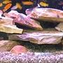 65 gallons freshwater fish tank (mostly fish and non-living decorations) - 65 gallon African Cichlid Tank