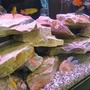 65 gallons freshwater fish tank (mostly fish and non-living decorations) - 65 gallon Assorted African Cichlid Tank