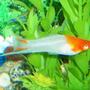 freshwater fish - albino koi swordtail stocking in 80 gallons tank - Male Koi Swordtail
