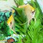 freshwater fish - pterophyllum sp. - marble veil angel stocking in 80 gallons tank - My young angel pair. A veil tail marble and a regular marble (the male)