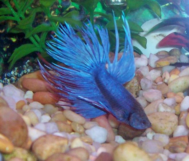 freshwater fish - betta splendens - crown tail betta stocking in 80 gallons tank - My blue Crown Tail male betta.
