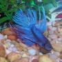 freshwater fish - betta splendens - crown tail betta stocking in 80 gallons tank - My blue Crown Tail male betta.