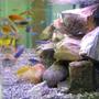 65 gallons freshwater fish tank (mostly fish and non-living decorations) - 65 gal assorted African Cichlid tank