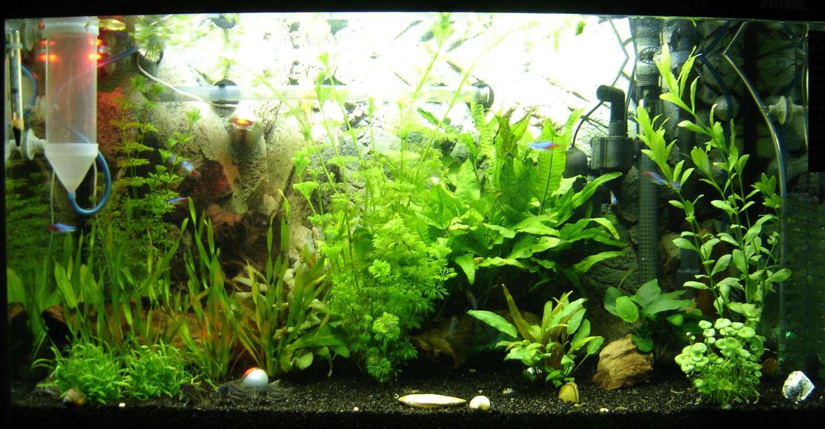 29 gallons planted tank (mostly live plants and fish) - My Tank