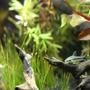 freshwater fish - otocinclus sp. - otocinclus catfish stocking in 3 gallons tank - Otocinclus