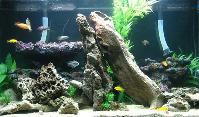 70 gallons freshwater fish tank (mostly fish and non-living decorations) - African Rift
