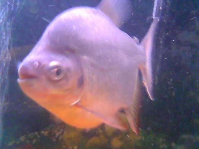 freshwater fish - piaractus brachypomum - red belly pacu stocking in 55 gallons tank - 2 year old RED BELLY PACU fondly known as BONE CRUSHER