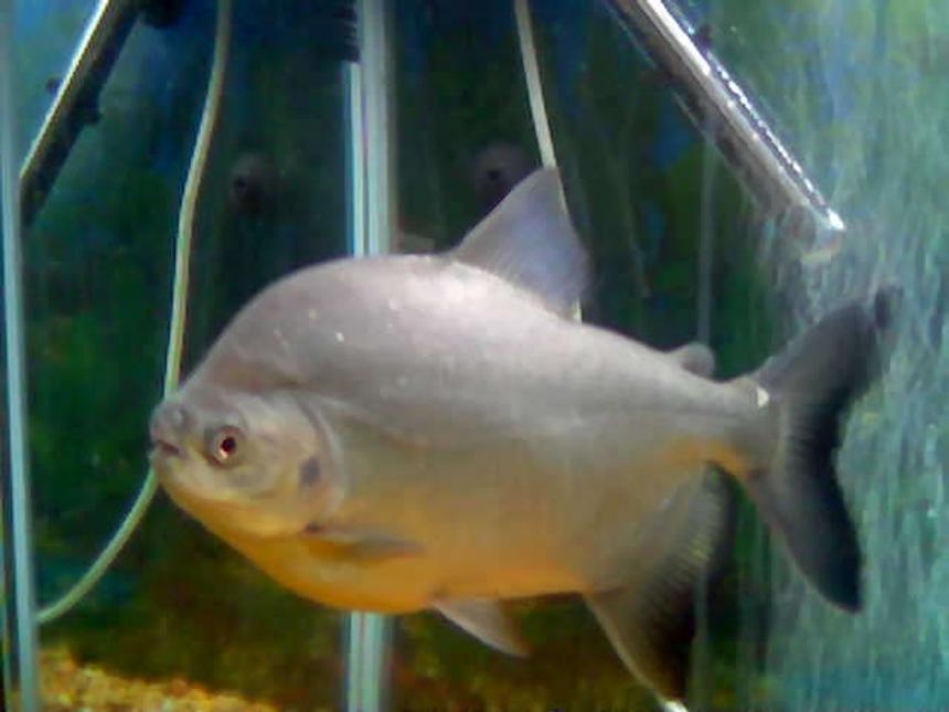 Rated #1855: Freshwater Fish - Piaractus Brachypomum - Red Belly Pacu Stocking In 55 Gallons Tank - RED BELLY PACU