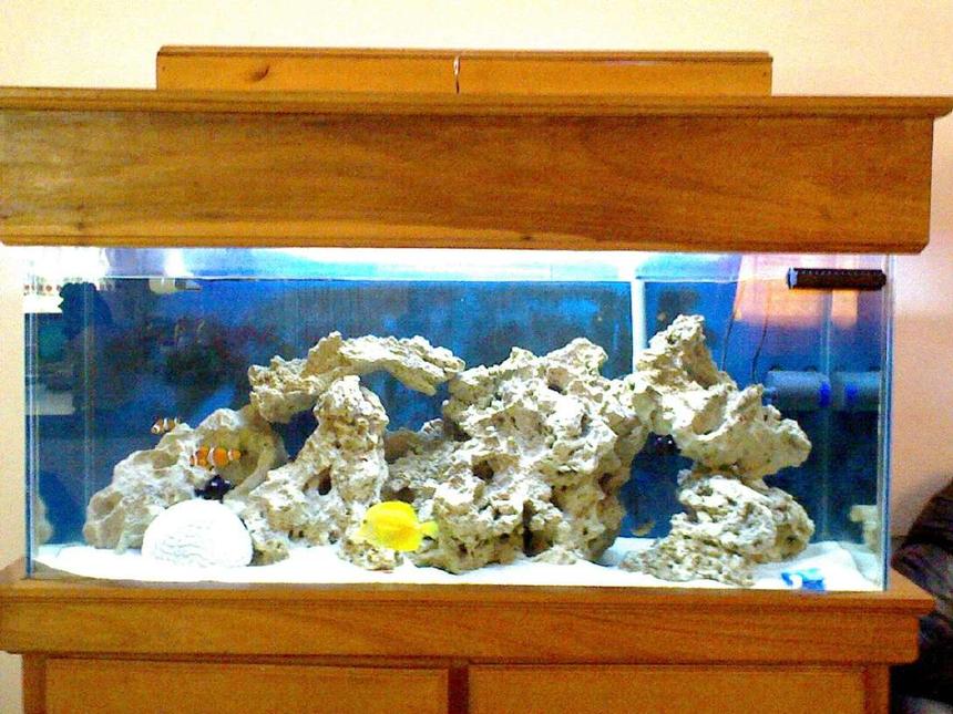Rated #36: 48 Gallons Saltwater Fish Tank - 48 gal marine tank