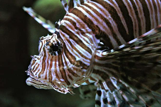 saltwater fish - pterois volitans - volitan lionfish - mi  class lion fish