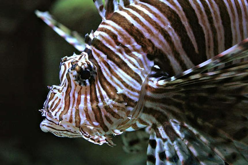 Rated #10: Saltwater Fish - Pterois Volitans - Volitan Lionfish - mi  class lion fish