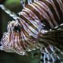 saltwater fish - pterois volitans - volitan lionfish - mi class lion fish