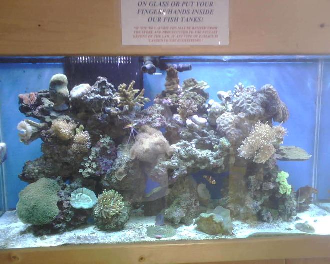 90 gallons reef tank (mostly live coral and fish) - 1 of our many reef display tanks 90 gallons
