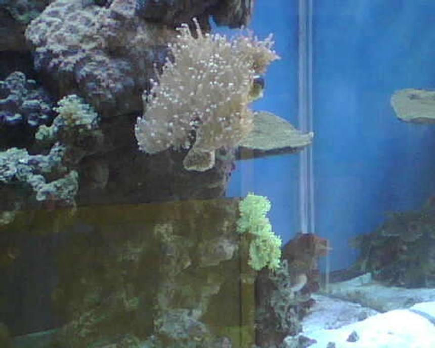 Rated #84: Corals Inverts - Euphyllia Glabrescens - Torch Coral Stocking In 90 Gallons Tank - torch coral and elegant coral